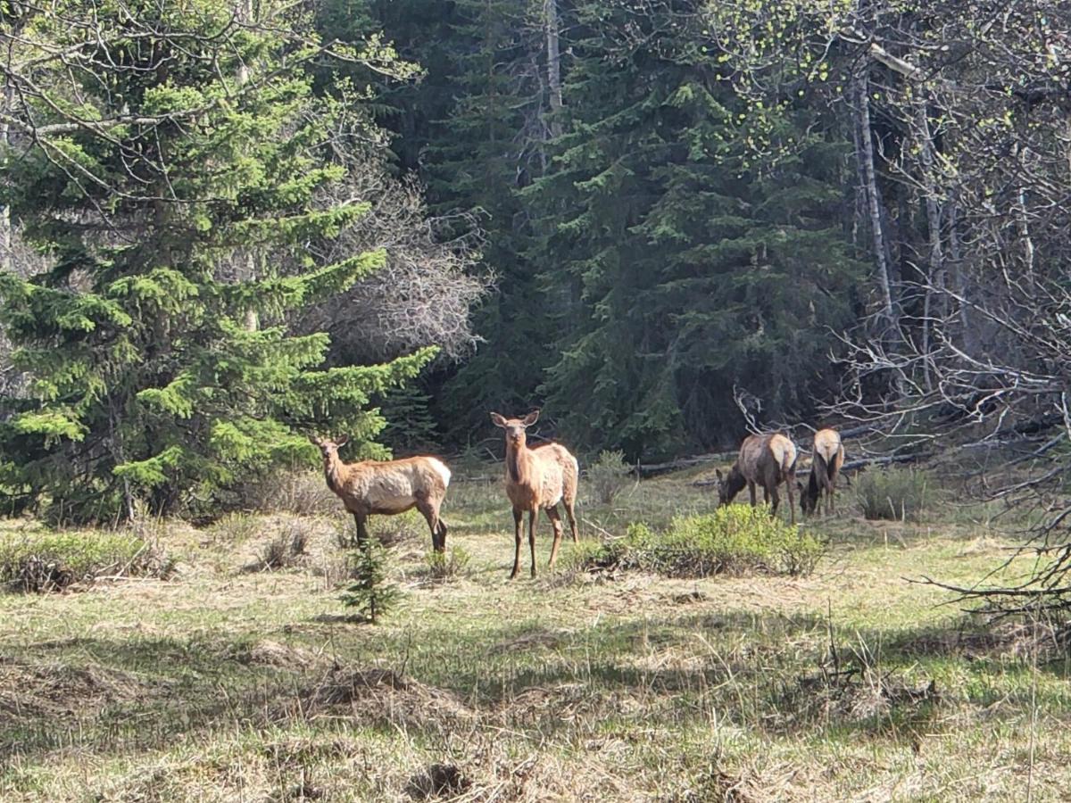 Rock Lake Lodge Provincial Park Rocky Mountain Escape Dome & Log Cabin Rentals - Rock Lake מראה חיצוני תמונה